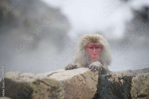 snow monkey at Nagano, Japan © porbital