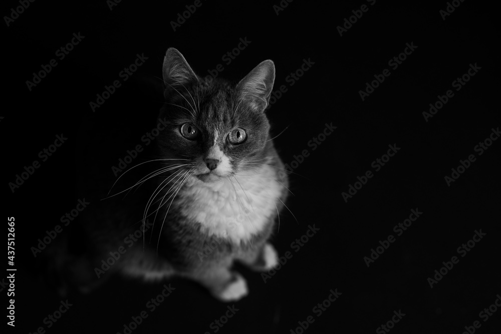 gray cat on a black background
