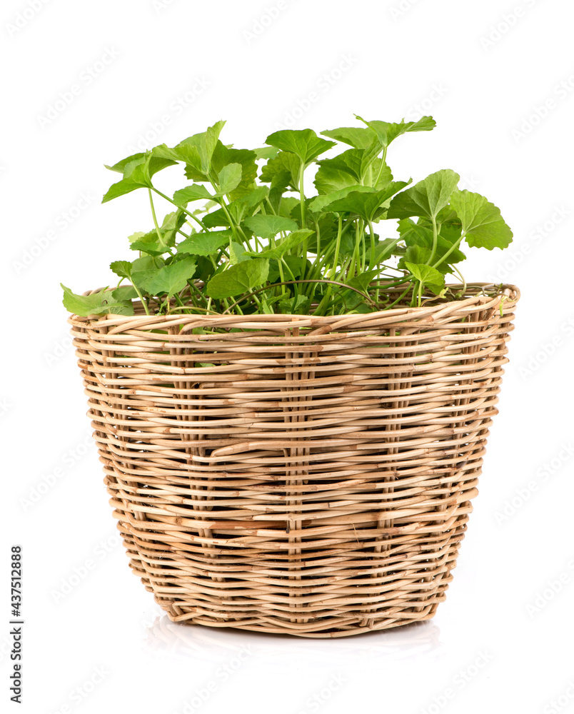 Fototapeta premium Gotu kola or centella asiatica trees isolated on white background.
