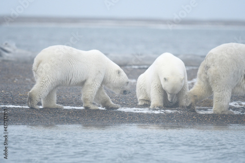 Alaska white polar bear from Arctic photo