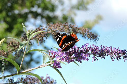 A red admiral with black open wings sucking up nectar from buddleia purple flowers, blue sky in the background photo