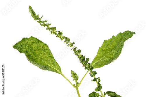 Perilla flowers and green leaves isolated on white background. photo