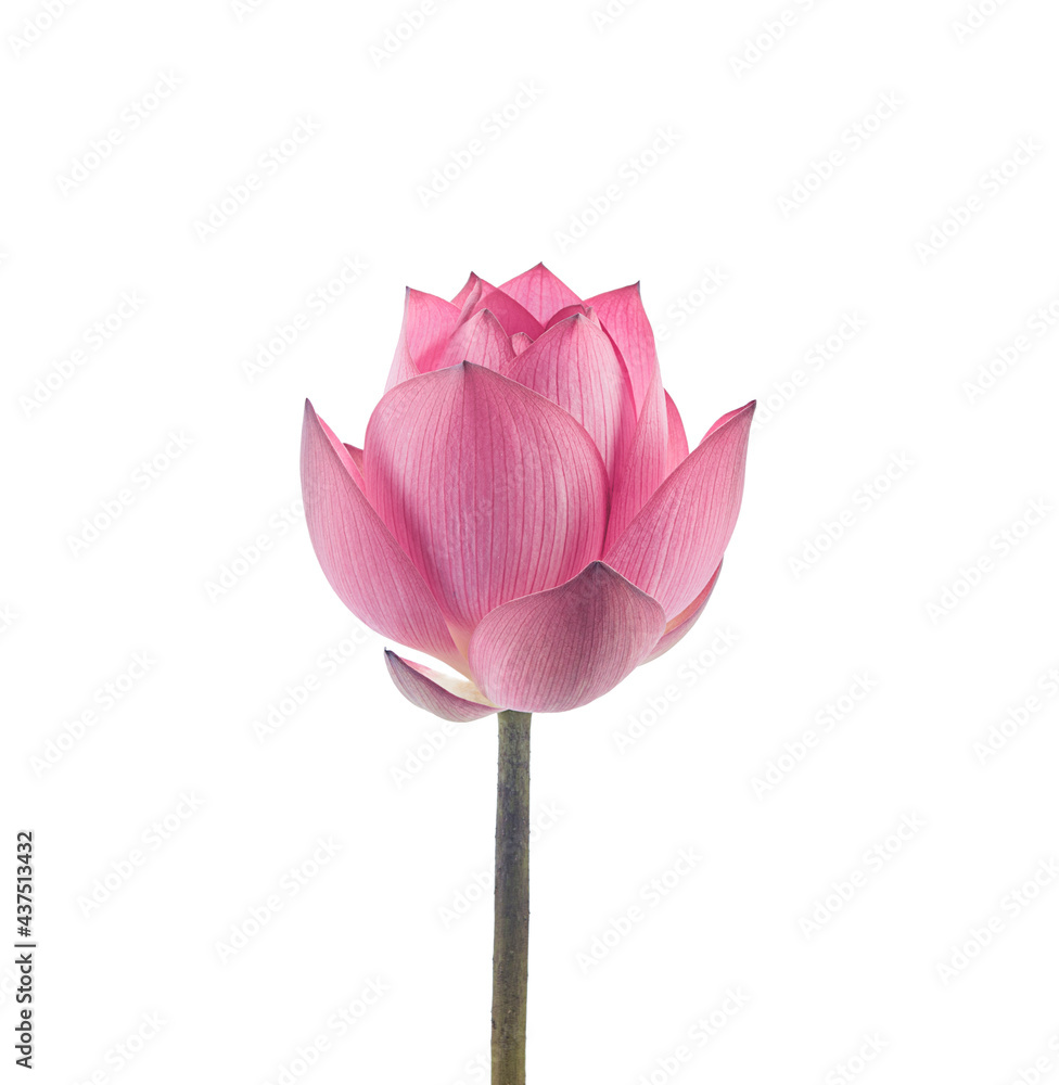 pink royal lotus bud on a white,isolated