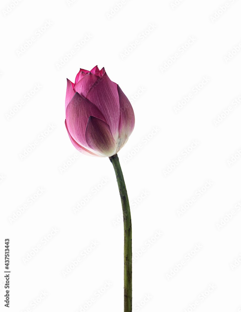 royal lotus bud on a white,isolated