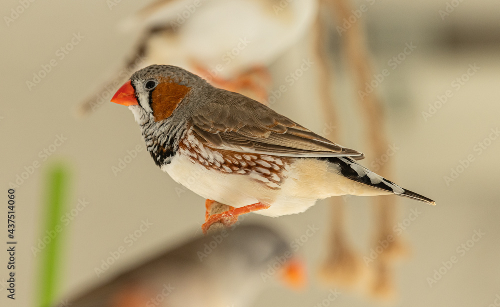 zebra finch male on rope perch zebra finch male on rope perch