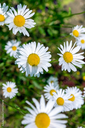 white daisies reach for the sun © Elena