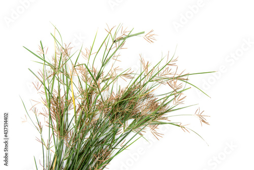 Nut grass isolated on white background.top view,flat lay.