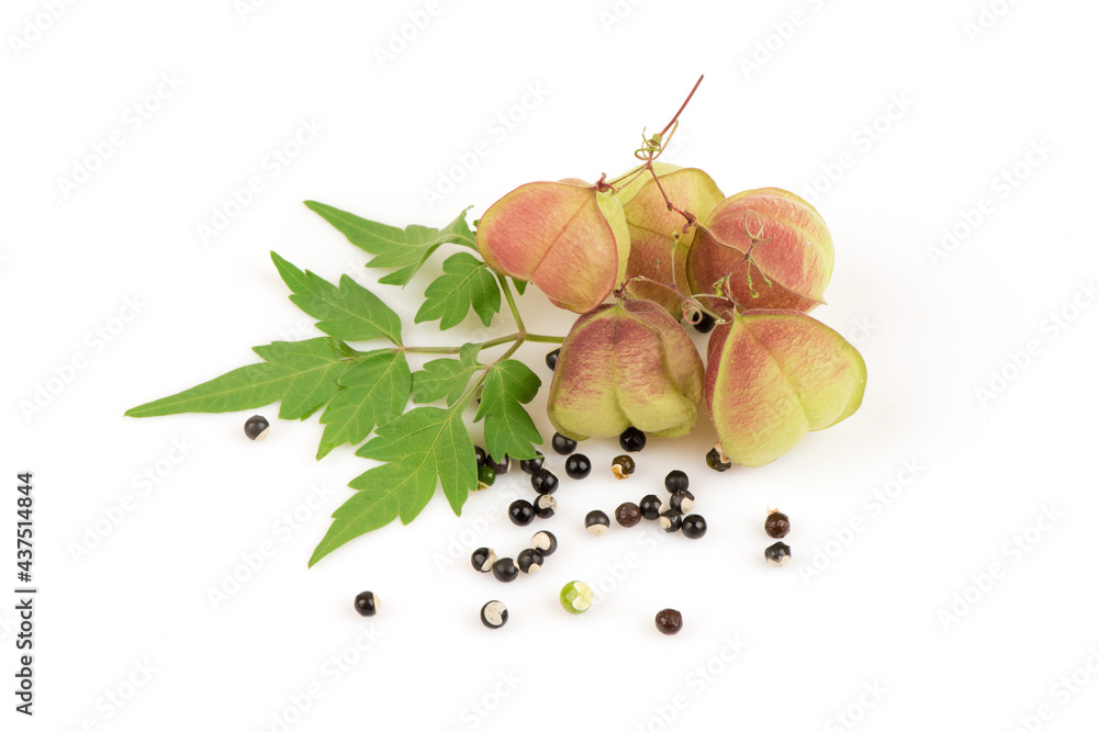 Balloon Vine Or Cardiospermum Halicacabum Fruits Seeds And Green Leaves Isolated On White Background Stock Photo Adobe Stock Balloon Vine Or Cardiospermum Halicacabum Fruits Seeds And Green Leaves Isolated On White Background Stock Photo Adobe Stock