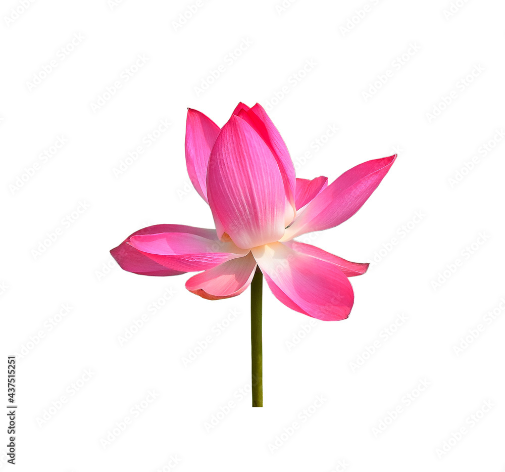 Fototapeta premium Lotus pink isolated on white background