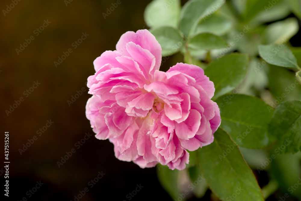 Damask rose ,pink flower blooming in the garden and on nature background.