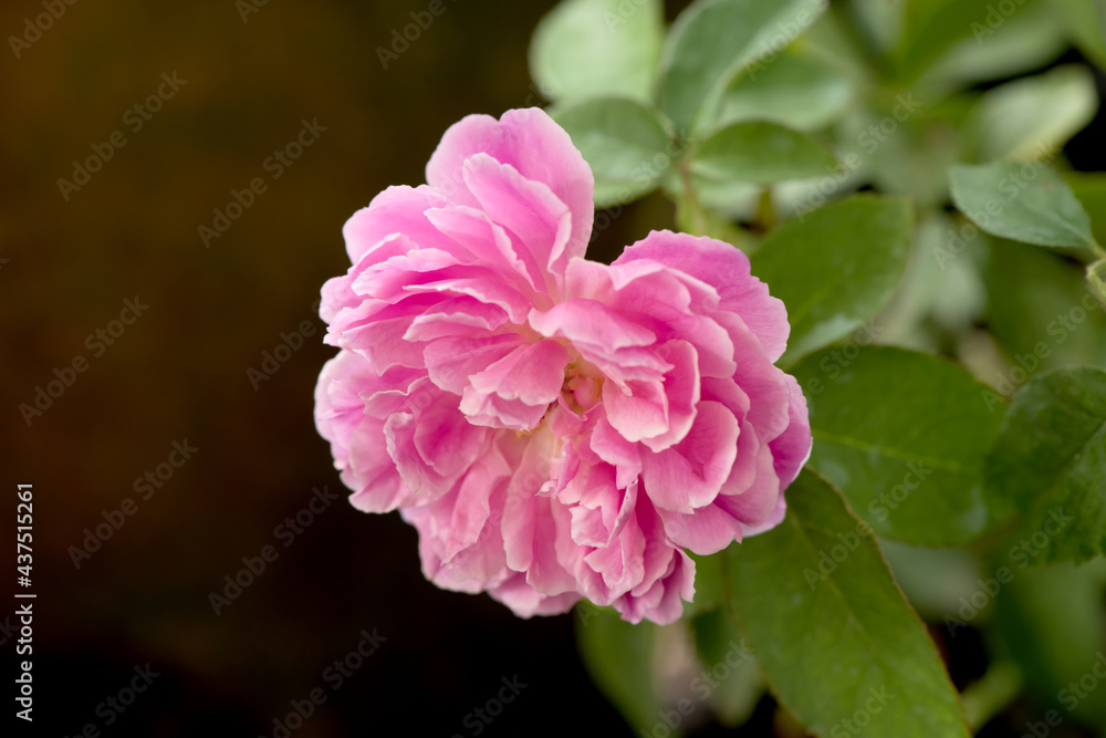 Damask rose ,pink flower blooming in the garden and on nature background. Damask rose ,pink flower blooming in the garden and on nature background.
