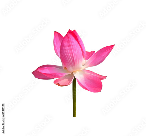 Lotus pink isolated on white background