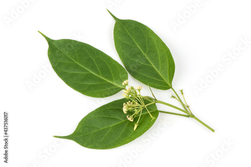 Gymnema inodorum green leaves and flowers isolated on white background.top view ,flat lay