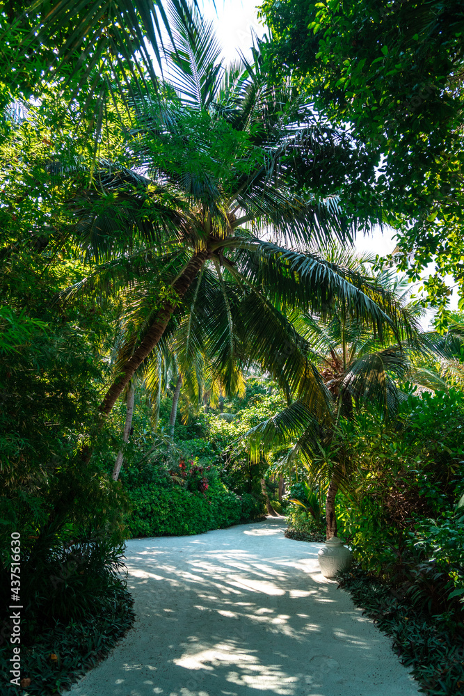 Scenic footpath through lush tropical vegetation and green palm tree forest on an exotic Maldives island on a sunny bright day.