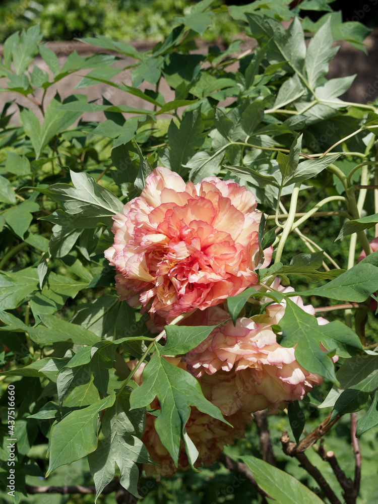 (Paeonia suffruticosa) Pivoine arbustive à grosses fleurs doubles jaune orangé avec liseré rose carmin en bordure des pétales dans un feuillage dense vert franc (Paeonia suffruticosa) Pivoine arbustive à grosses fleurs doubles jaune orangé avec liseré rose carmin en bordure des pétales dans un feuillage dense vert franc