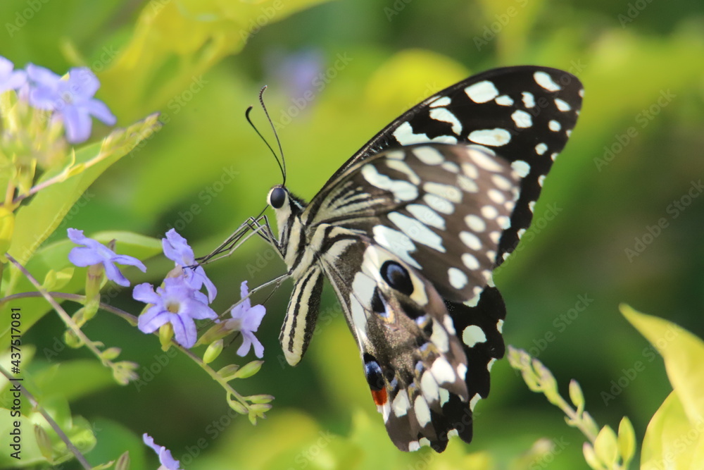 Obraz premium butterfly on a flower