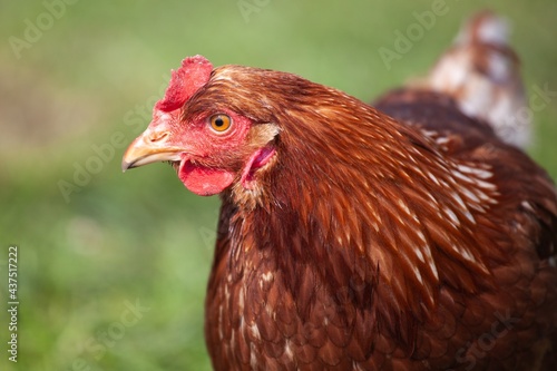 close up of chickens on a farm