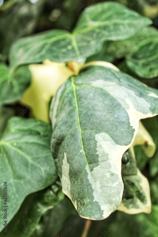Beautiful and colorful hedera helix leaves Beautiful and colorful hedera helix leaves