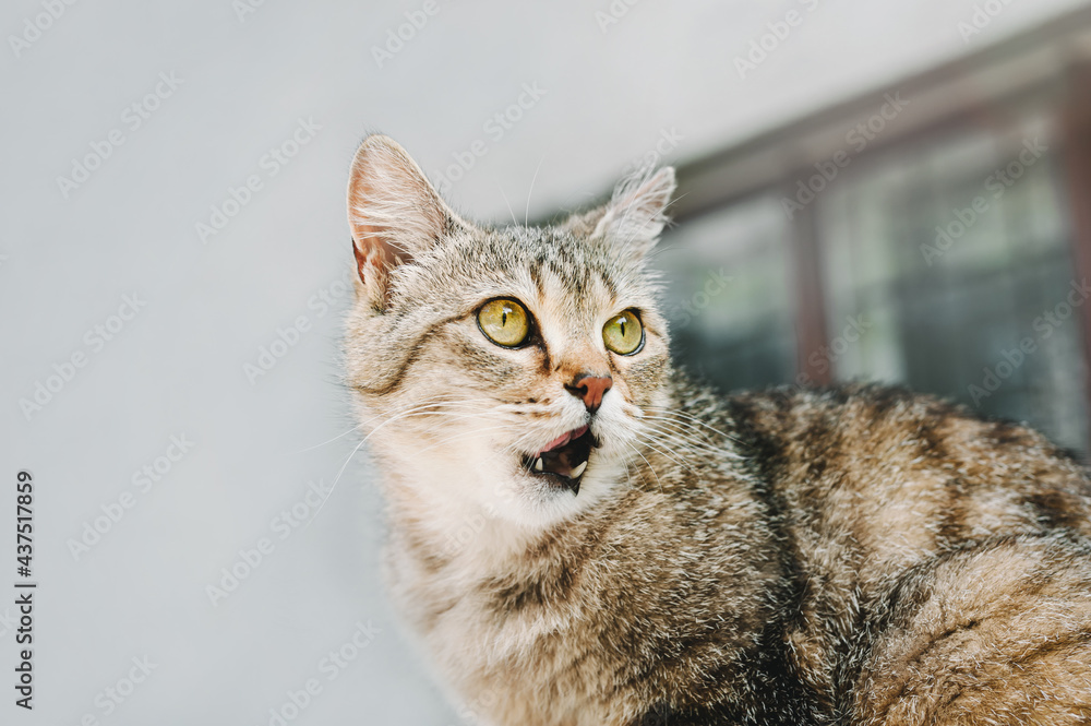 Funny tabby cat with yellow eyes on a gray background. The cat with an open mouth looks away in surprise.