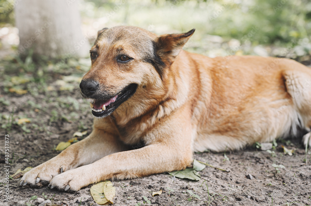 Large light brown mixed breed dog is resting near a tree. The dog lies with an open muzzle. Large light brown mixed breed dog is resting near a tree. The dog lies with an open muzzle.