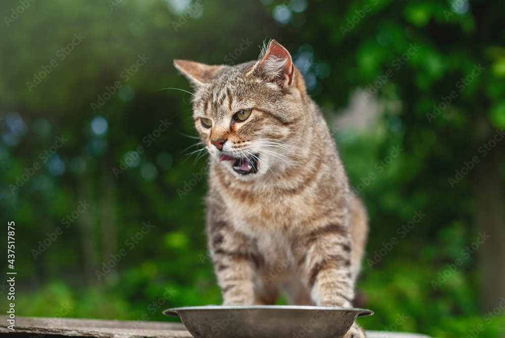 Funny cat in the garden near a bowl of food. Cat with open mouth.