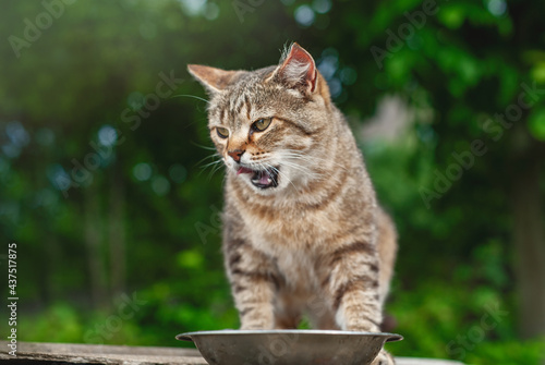 Funny cat in the garden near a bowl of food. Cat with open mouth.