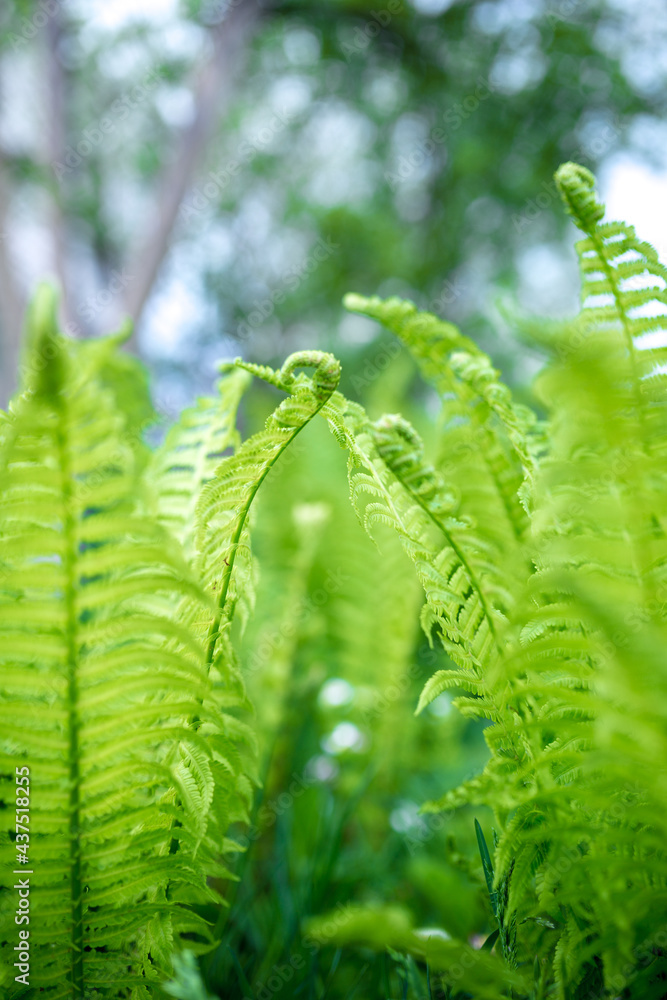 bright green young shoots of ferns in shallow DOF