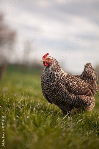 portrait style image of chickens on a farm