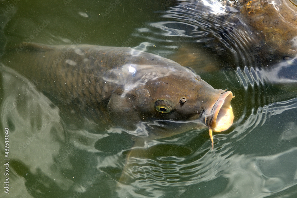 Fototapeta premium 鯉