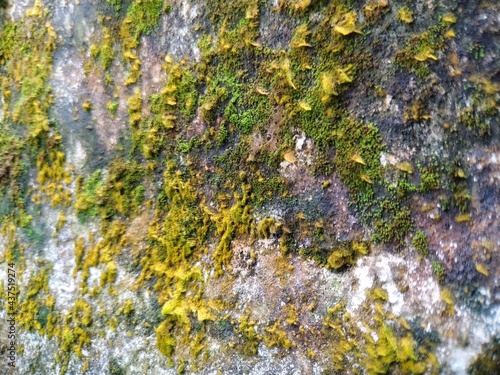lichen on the wall