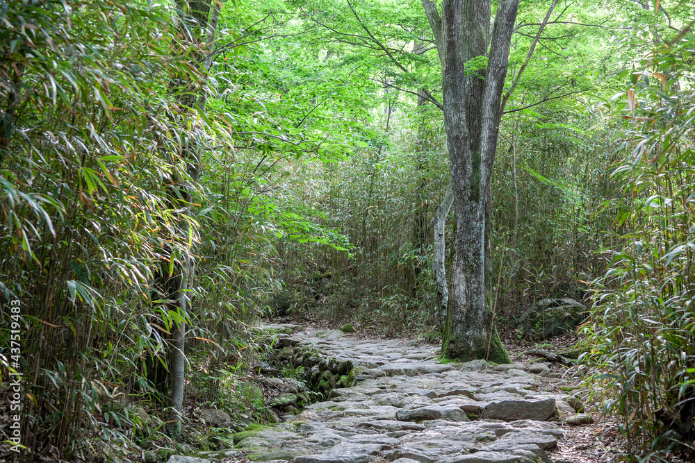 Obraz premium 숲, 숲길, 녹색, 자연, 오솔길, 여름, 봄, 산책로, 트레일, 탐방로, 나무, 계단, 통로, 길, 목적지,