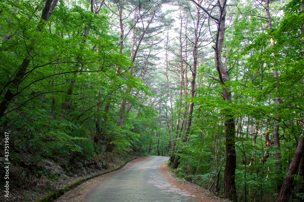 Naklejka premium 숲, 숲길, 녹색, 자연, 오솔길, 여름, 봄, 산책로, 트레일, 탐방로, 나무, 계단, 통로, 길, 목적지,