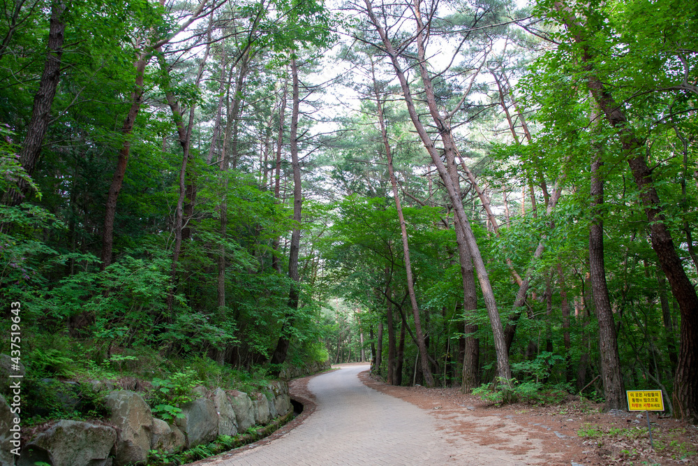 Obraz premium 숲, 숲길, 녹색, 자연, 오솔길, 여름, 봄, 산책로, 트레일, 탐방로, 나무, 계단, 통로, 길, 목적지,