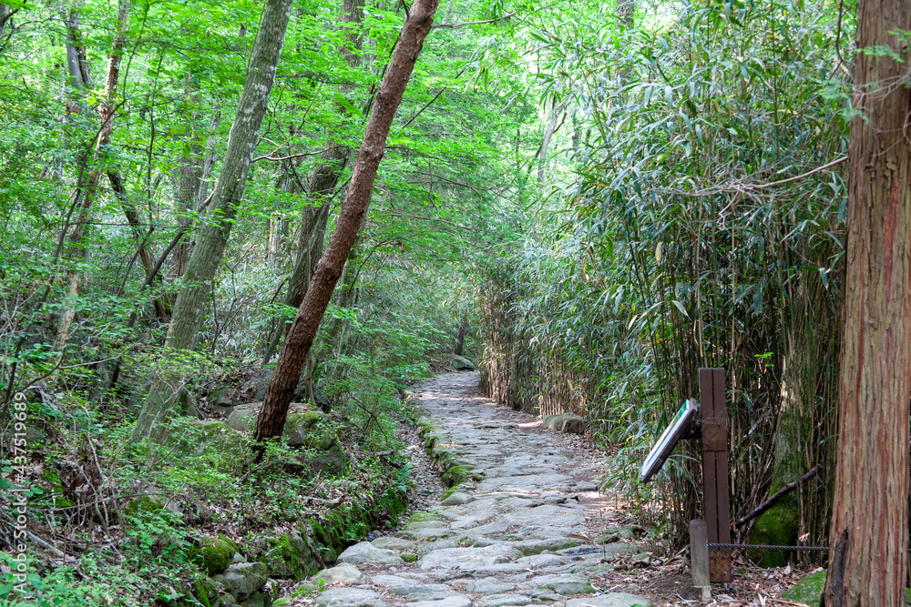 Fototapeta premium 숲, 숲길, 녹색, 자연, 오솔길, 여름, 봄, 산책로, 트레일, 탐방로, 나무, 계단, 통로, 길, 목적지,