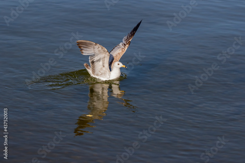 The gull on the lake Michigan