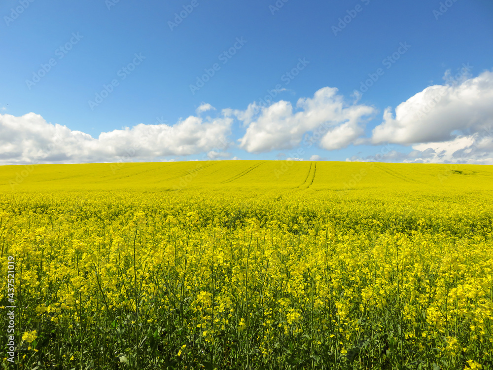 rapeseed field blue sky