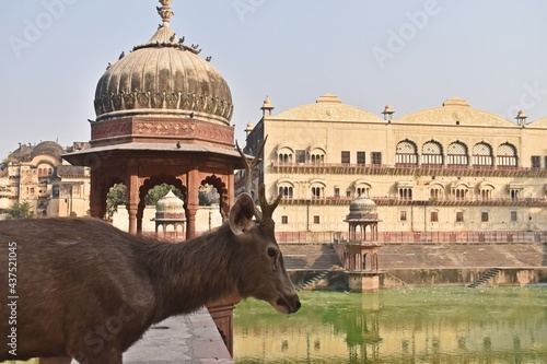 Moosi Maharani ki Chhatri ,Alwar, rajasthan,india,asia photo