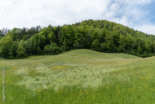 Blühende Bergwiese vor Bergen mit Wald 9im Chiemgau im Frühjahr