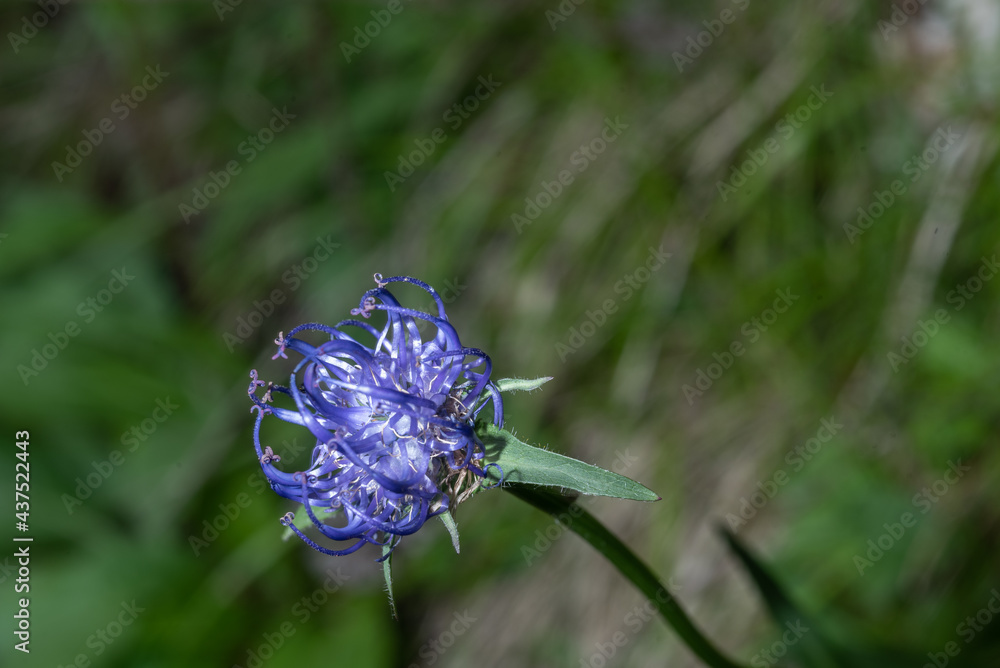 Halbkugelige Teufelskralle Blüte vor unscharfen Hintergrund Halbkugelige Teufelskralle Blüte vor unscharfen Hintergrund