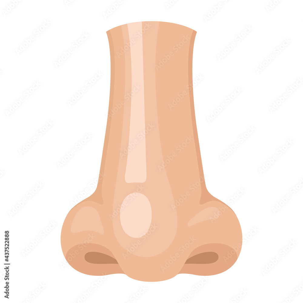 Human nose anatomy cartoon icon. Face part with nostrils. Organ of ...