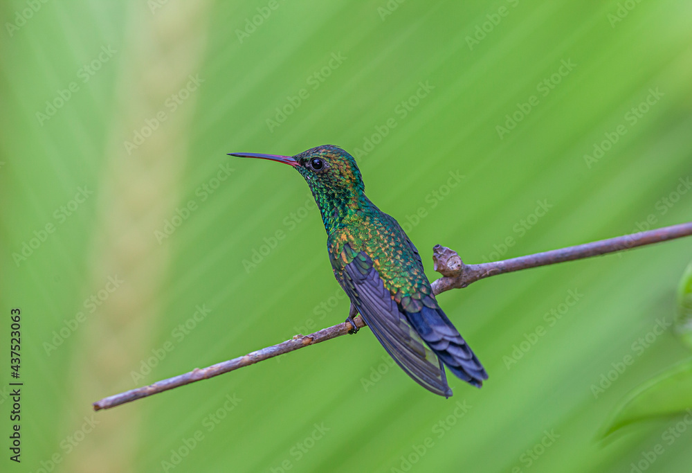 Obraz premium blue-chinned sapphire ,Chlorestes notata,hummingbird