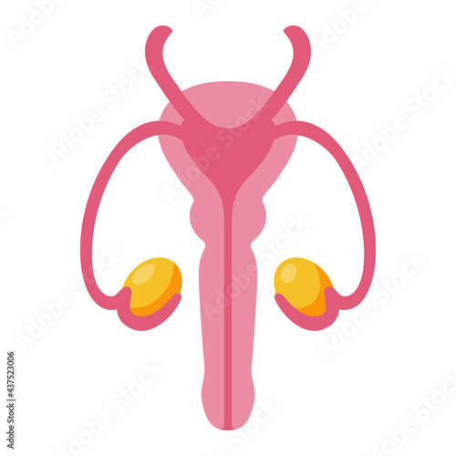 Male reproductive system anatomy cartoon icon. Penis, testicles clipart. Internal man sex organs.