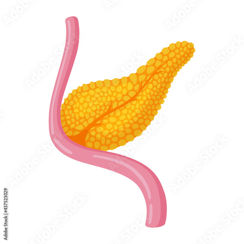 Pancreas anatomy cartoon icon. Human organ of digestive and endocrine systems. Gland.