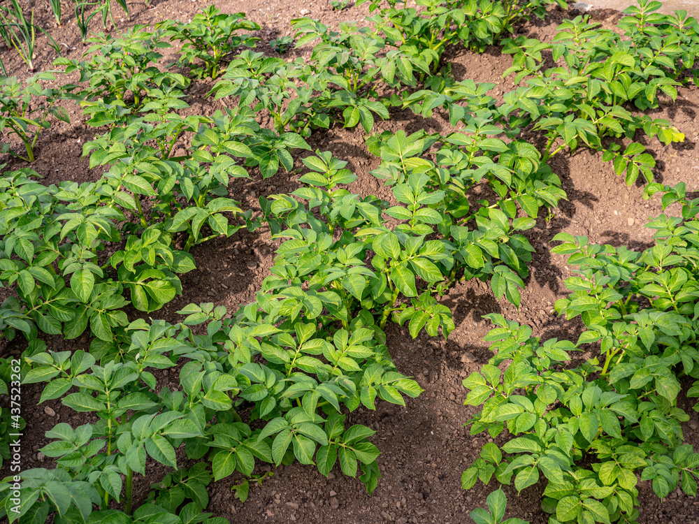 Kartoffelpflanzen im Gartenbeet Kartoffelpflanzen im Gartenbeet