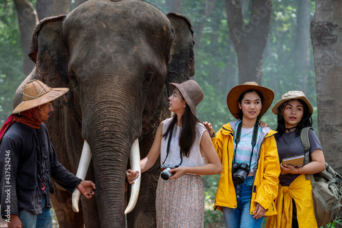 Photography Tourists walk with elephants and mahouts