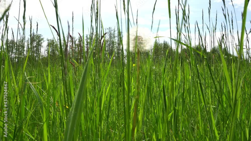 Wiese mit hohem Gras und Löwenzahn im Sommer Wiese mit hohem Gras und Löwenzahn im Sommer