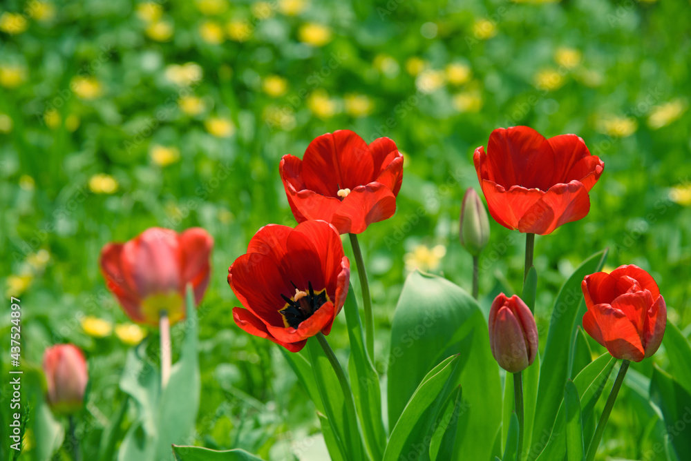 red tulips in the garden