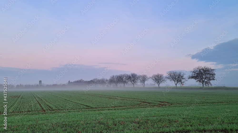 mist in the field