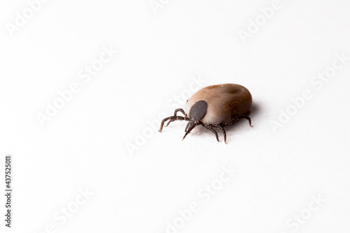 Tick insect isolated on the white background. The parasite full of blood on a macro scale.