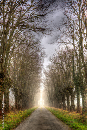 Allée brumeuse au Plantay, Ain, France